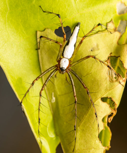 White Lynx Spider