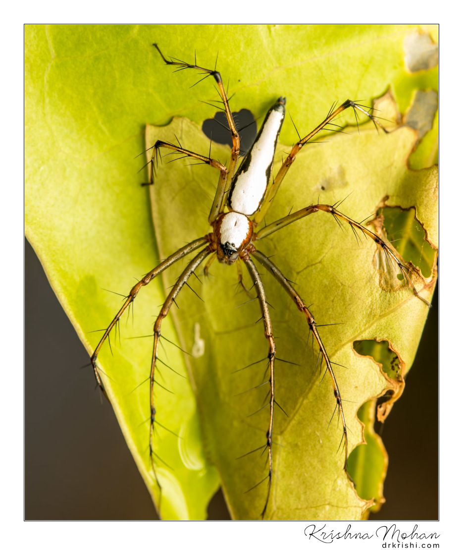 White Lynx Spider