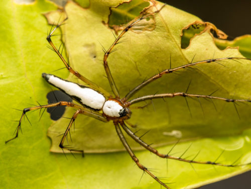 White Lynx Spider