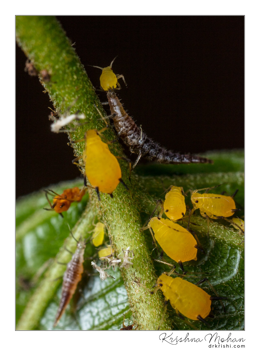 Lacewing Larva vs Aphids