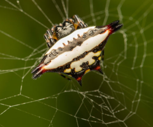 Oriental Spiny Orb-Weaver