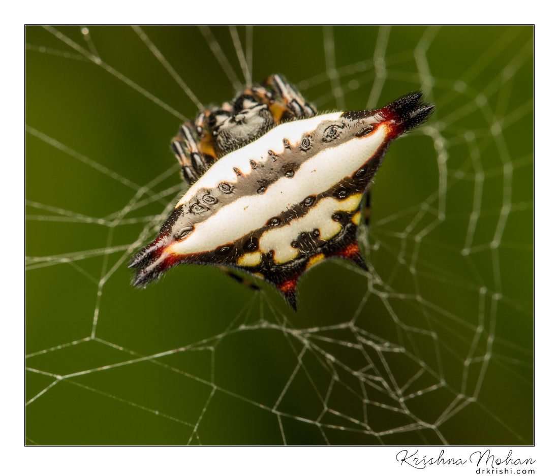 Oriental Spiny Orb-Weaver