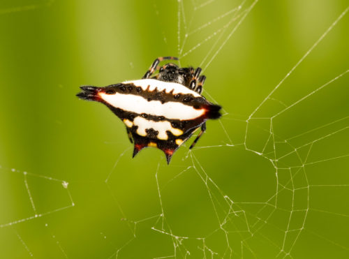 Oriental Spiny Orb-Weaver