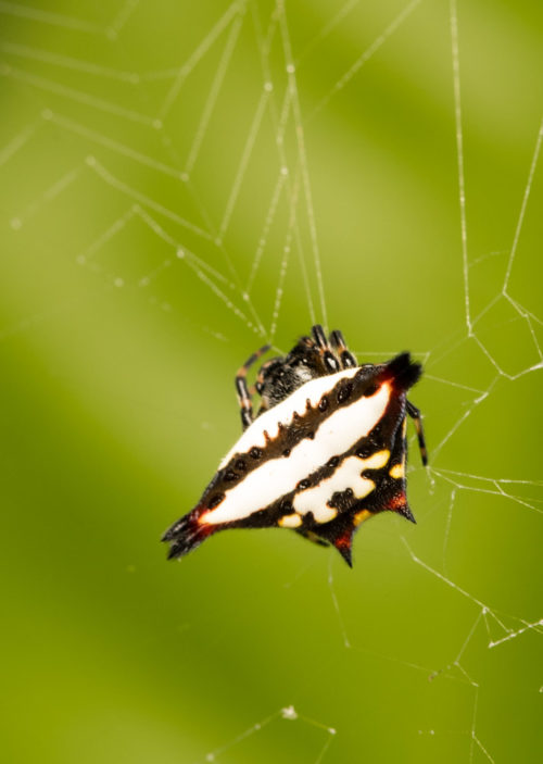 Oriental Spiny Orb-Weaver