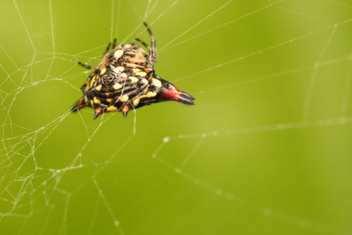 Oriental Spiny Orb-Weaver