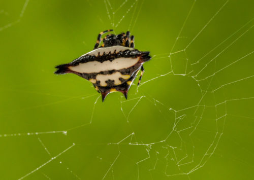 Oriental Spiny Orb-Weaver