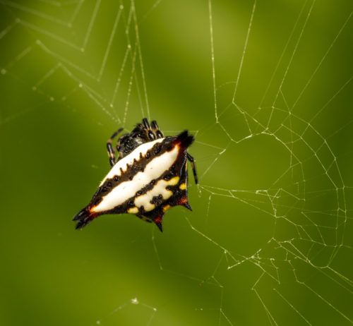 Oriental Spiny Orb-Weaver