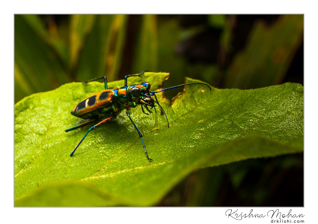 Tiger Beetle