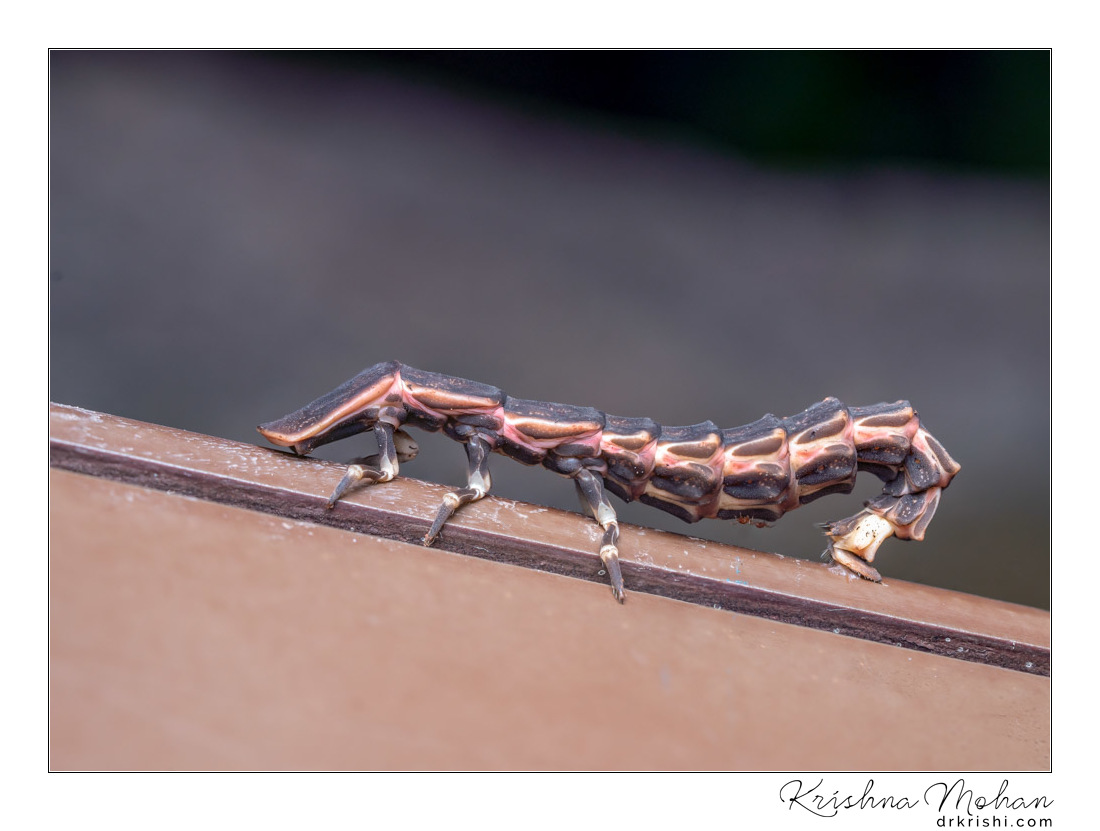 Firefly Larva