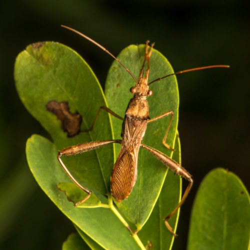 Pod Sucking Bug - Riptortus linearis