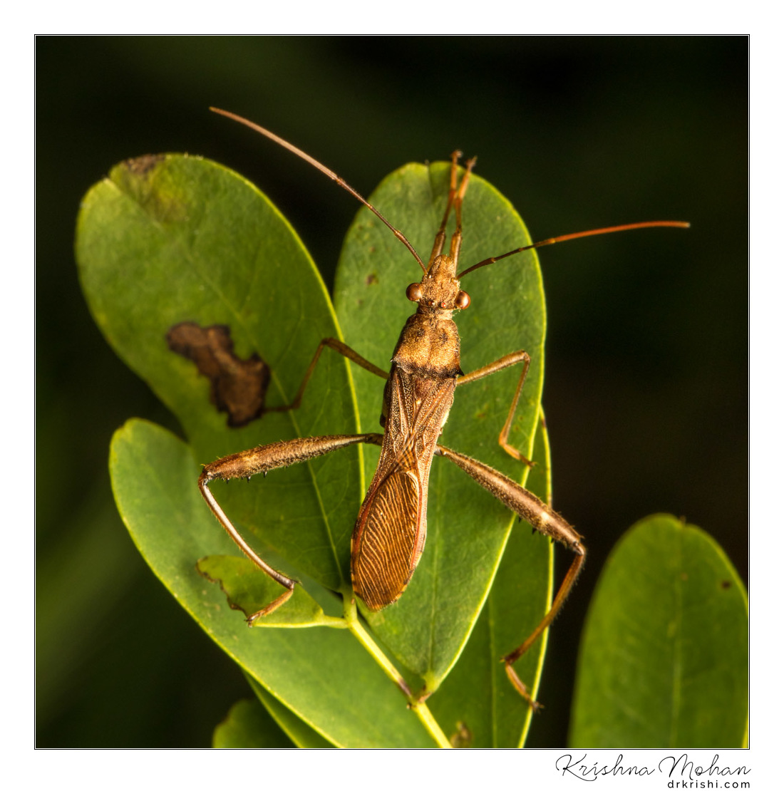 Pod Sucking Bug - Riptortus linearis