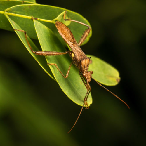 Pod Sucking Bug - Riptortus linearis