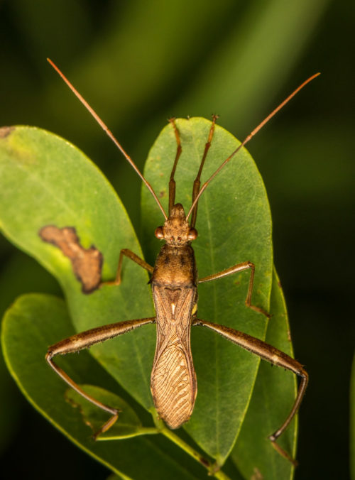 Pod Sucking Bug - Riptortus linearis