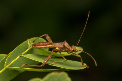 Pod Sucking Bug - Riptortus linearis