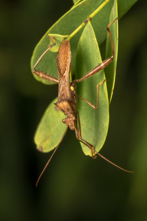 Pod Sucking Bug - Riptortus linearis