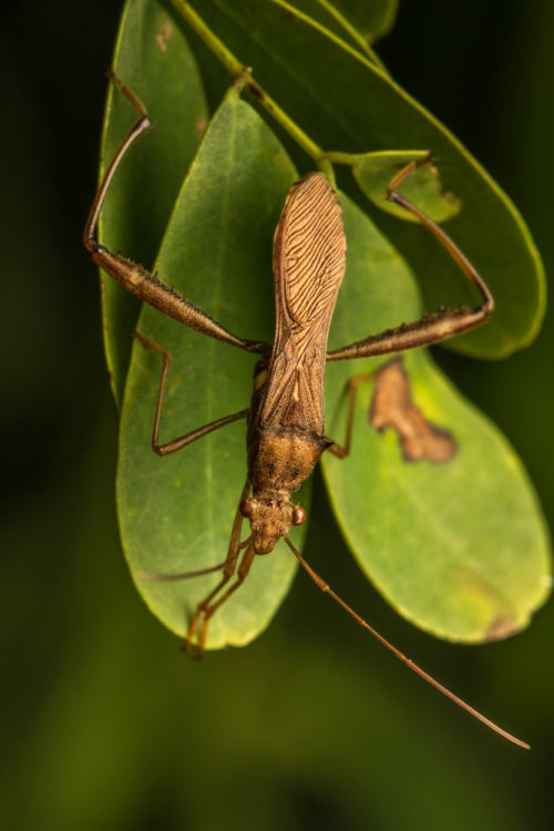 Pod Sucking Bug - Riptortus linearis