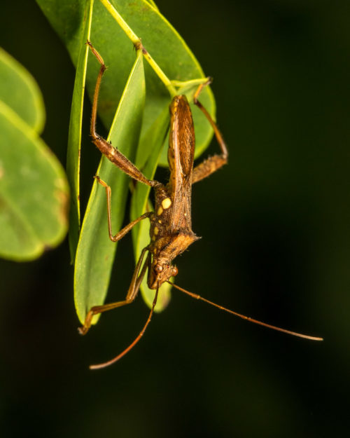 Pod Sucking Bug - Riptortus linearis