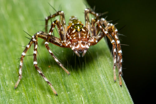 Hamadruas Spider