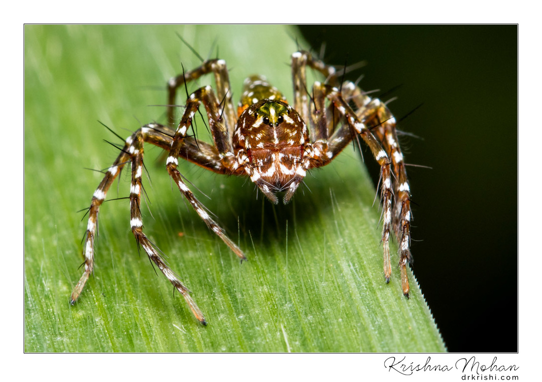 Hamadruas Spider