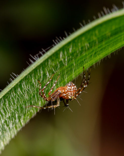 Hamadruas Spider