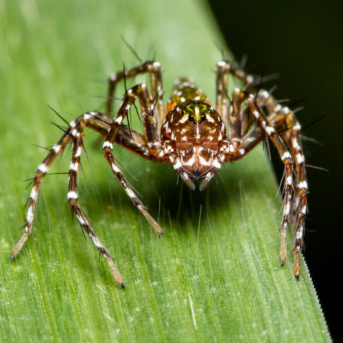 Hamadruas Spider