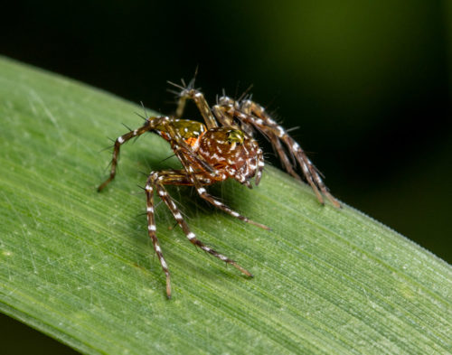 Hamadruas Spider