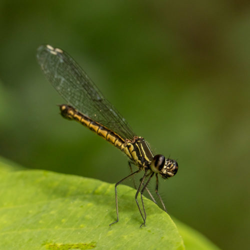 Natural Light Macro - Southern Heliodor Damselfly