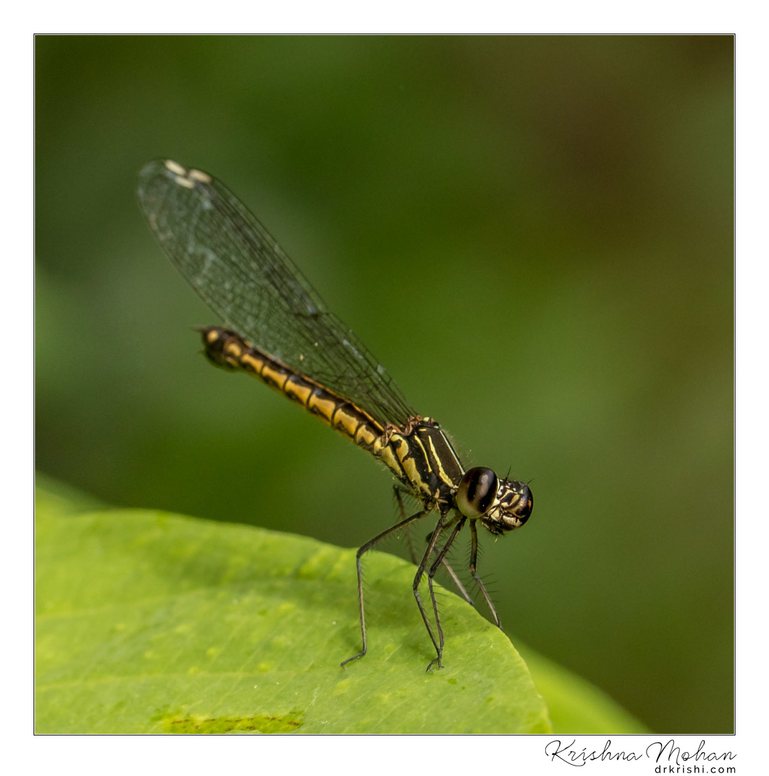 Natural Light Macro - Southern Heliodor Damselfly