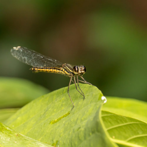 Natural Light Macro - Southern Heliodor Damselfly