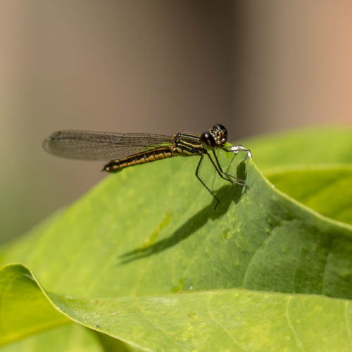 Natural Light Macro - Check harsher light