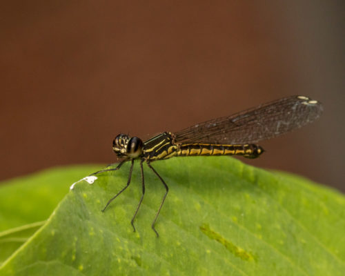 Natural Light Macro - Southern Heliodor Damselfly