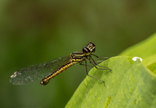 Natural Light Macro - Southern Heliodor Damselfly