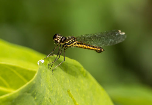 Natural Light Macro - Southern Heliodor Damselfly