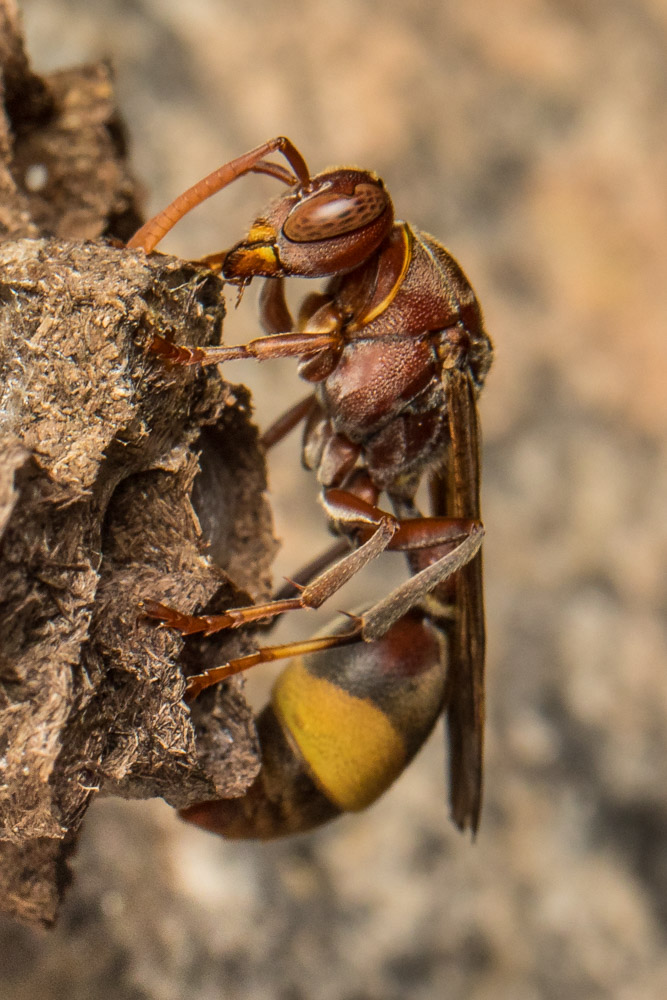 Ropalidia Social Wasp