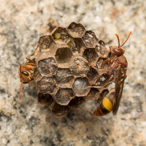 Ropalidia Social Wasp Nest