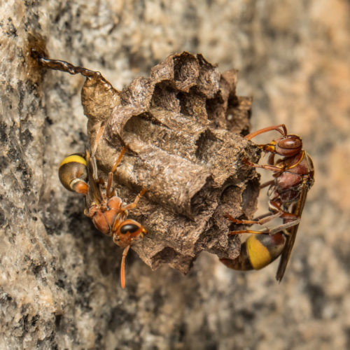 Ropalidia Social Wasp Nest