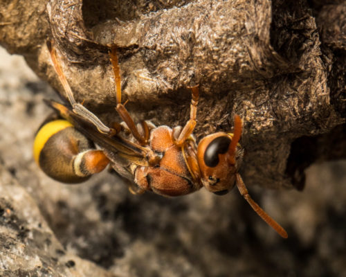 Ropalidia Social Wasp