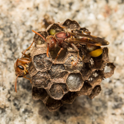 Ropalidia Social Wasp Nest