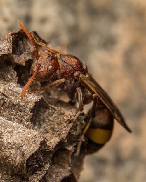 Ropalidia Social Wasp