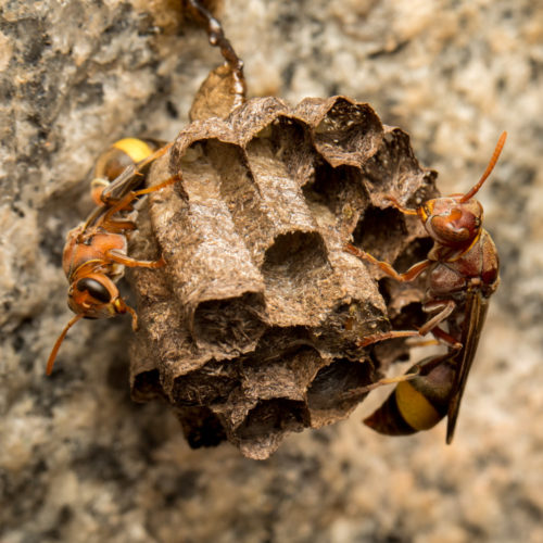 Ropalidia Social Wasp Nest