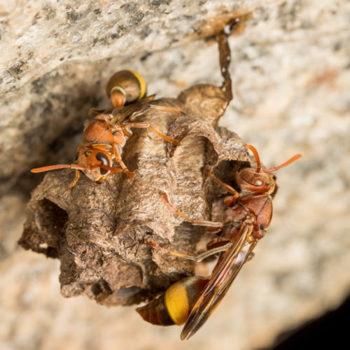 Ropalidia Social Wasp Nest