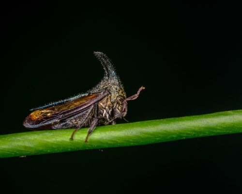 Thorn Mimic Treehopper