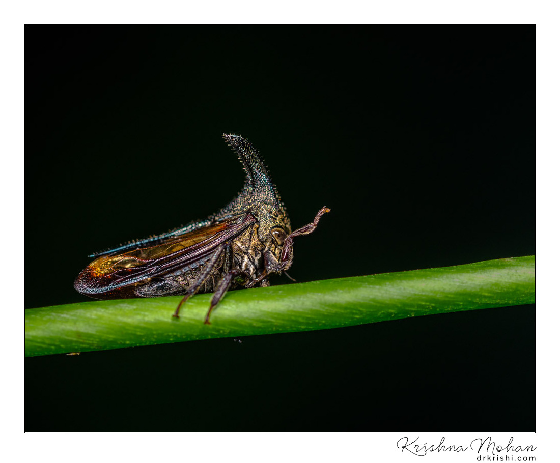 Thorn Mimic Treehopper