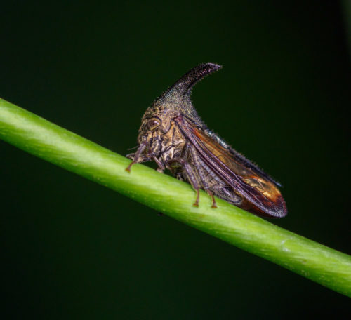 Thorn Mimic Treehopper