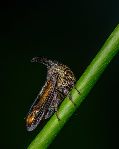 Thorn Mimic Treehopper