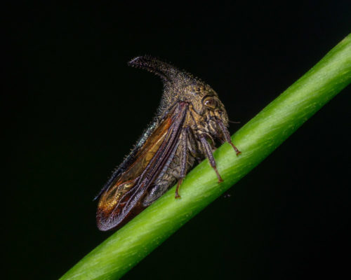 Thorn Mimic Treehopper