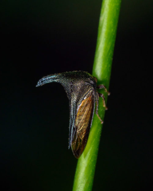 Thorn Mimic Treehopper