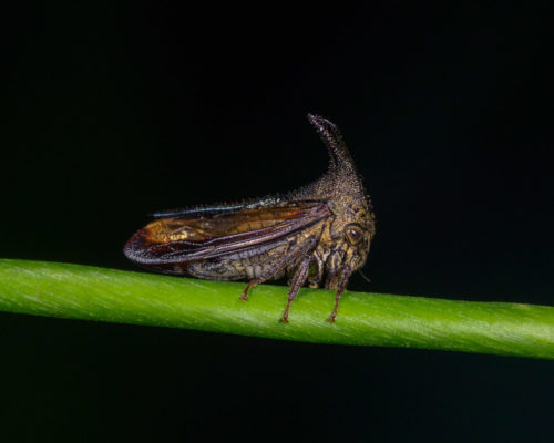 Thorn Mimic Treehopper