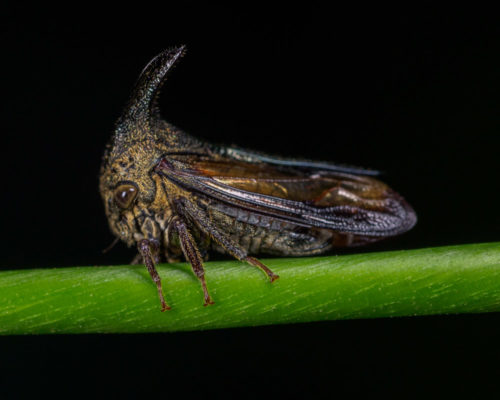 Thorn Mimic Treehopper