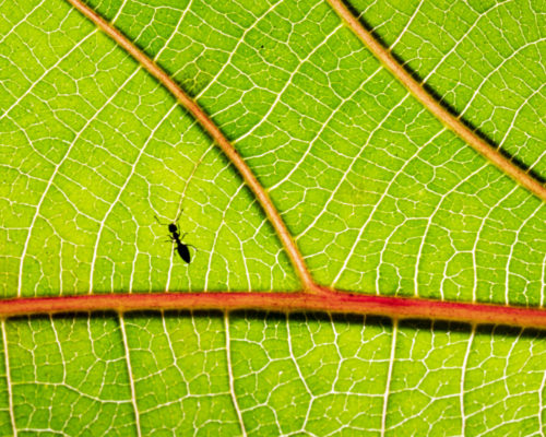 Patterns - Ant on a Leaf